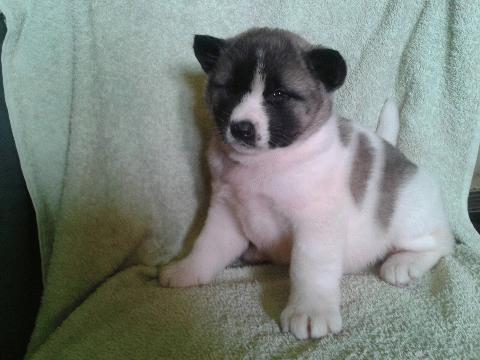 Americka-Akita--stenad