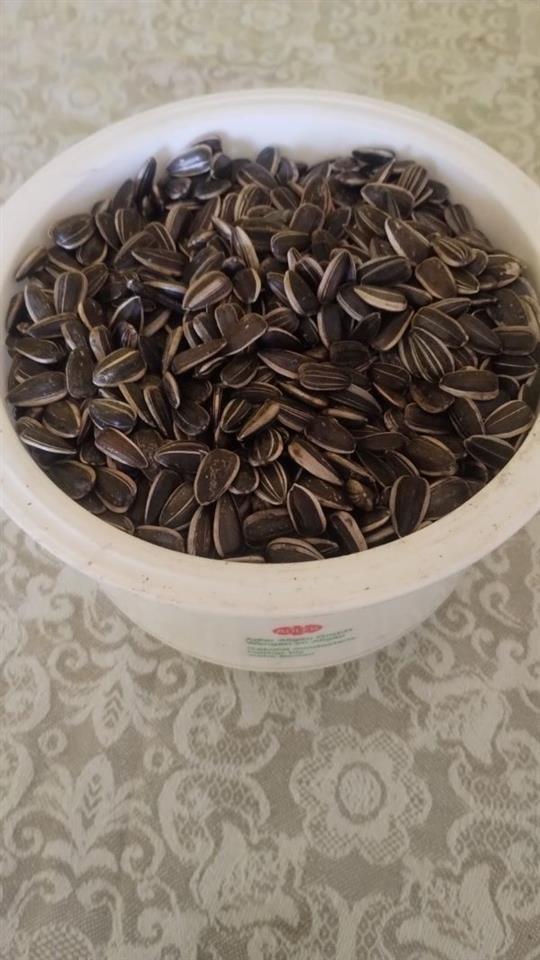 Suncokret