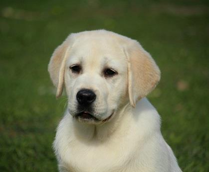 Labrador-stenci