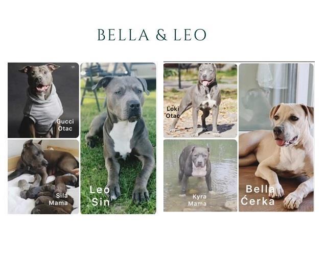 Prelepi-pit-bull-stenci-