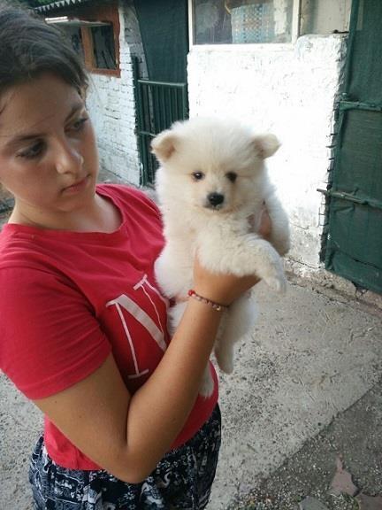 Pomeranski-spic