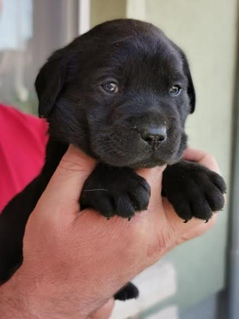 Labrador-Retriver-štenci-