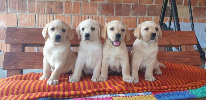 Labrador retriver stenci 