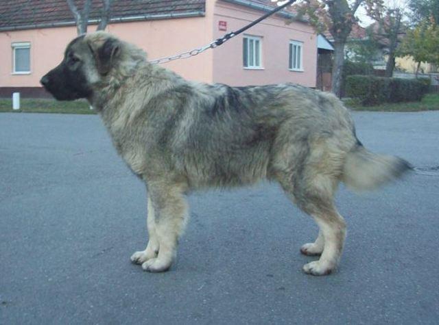 Sarplaninac – musko stene