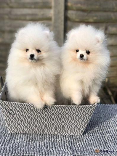 Stunning-Puppies-Available