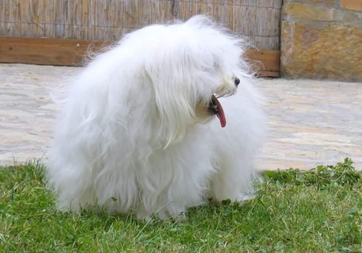 Coton-de-Tulear