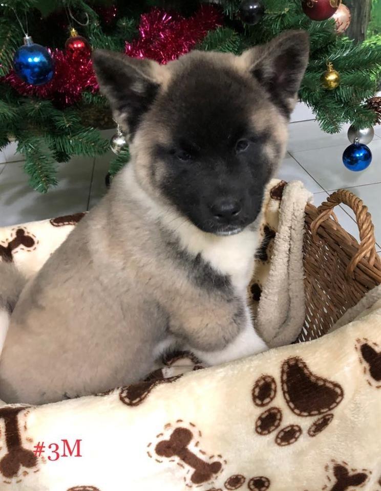 Američka-akita-štenci
