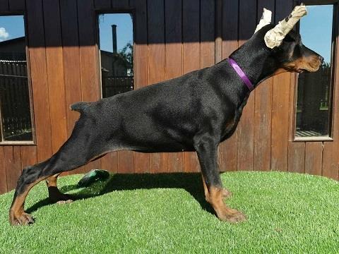 Doberman-stenci
