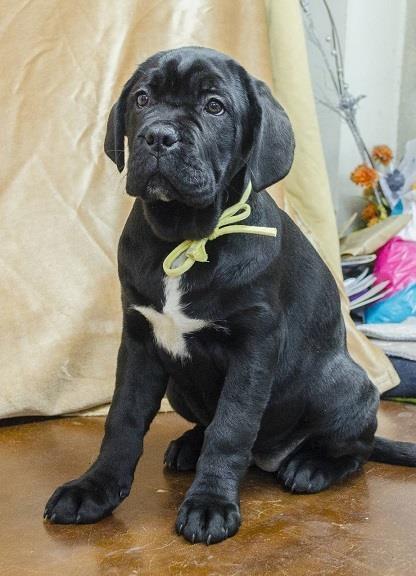 Cane-corso-štenci