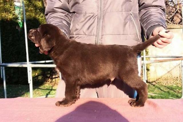 Labrador-Retriver-stenci