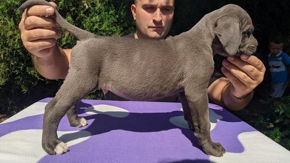 Cane-corso-stenci-sive-boje