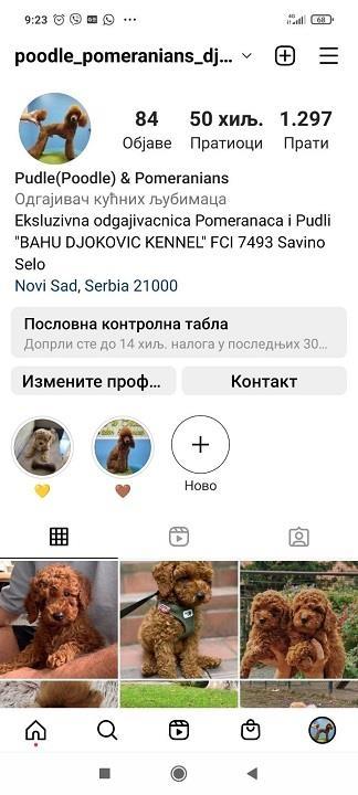Pomeranac-decak-