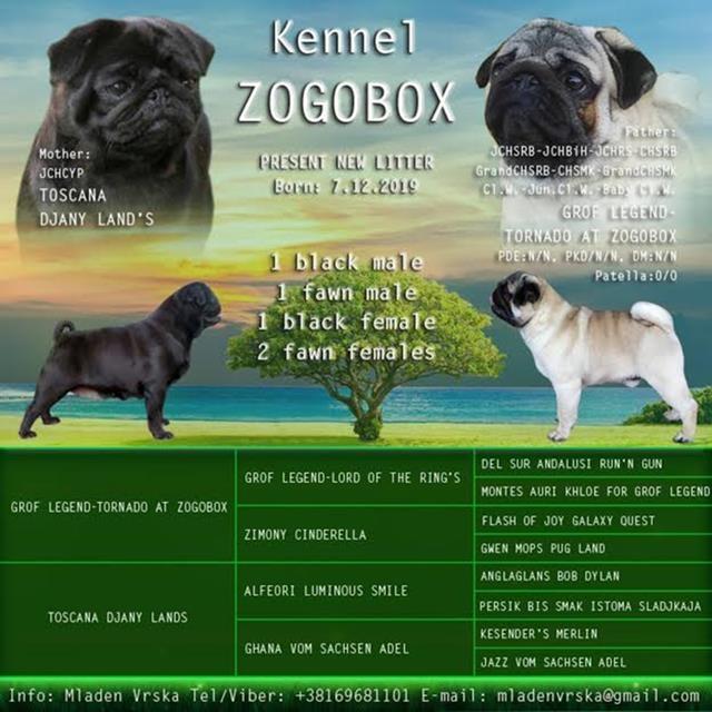 Mops-štenci-