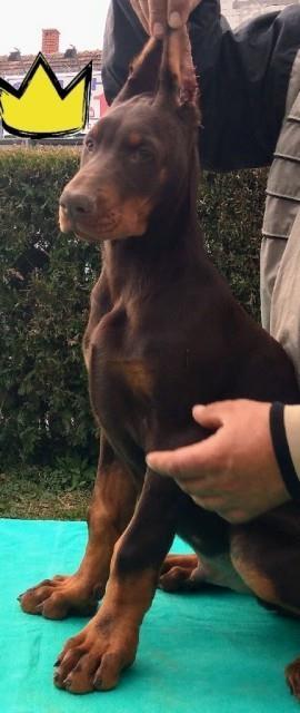 Doberman-štene