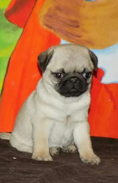 Mops-štenci-