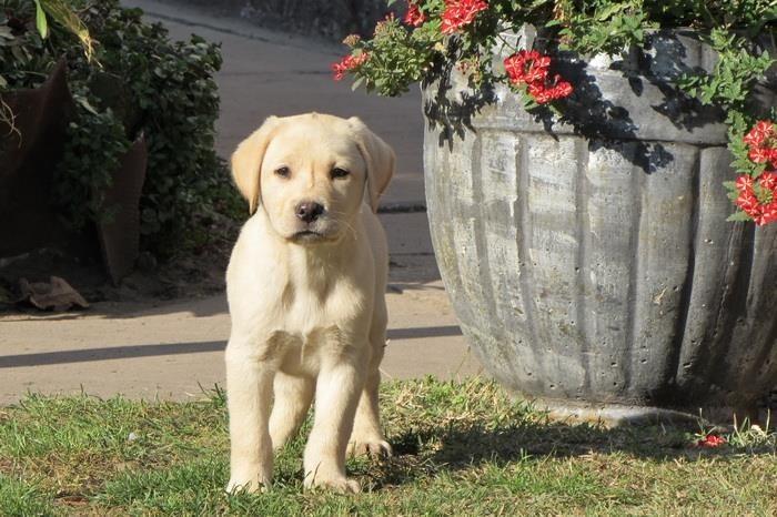 labrador-retriver-stenad