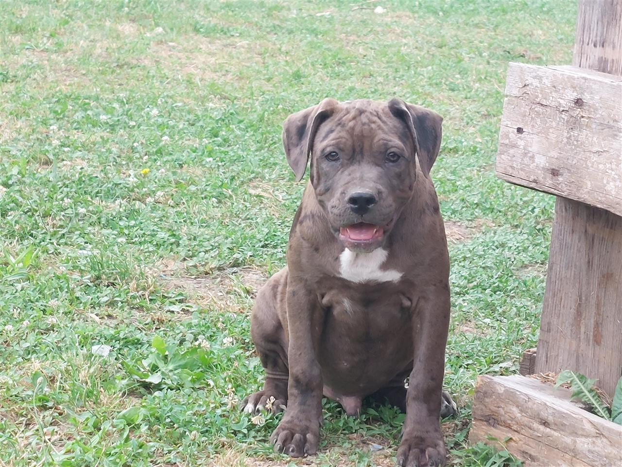 Pitbull-merle