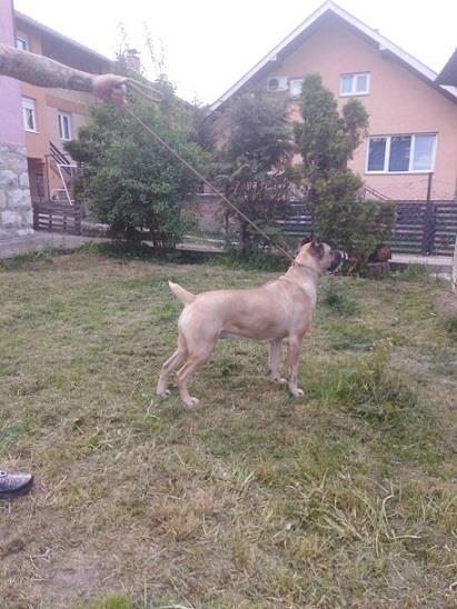 Cane-Corso-zenka