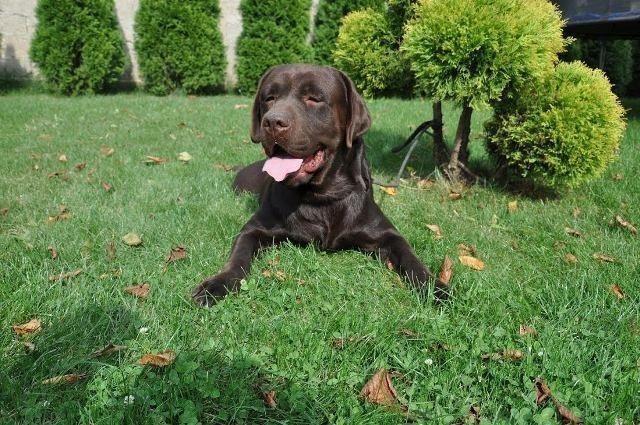 Labrador retriver cokoladni stenci