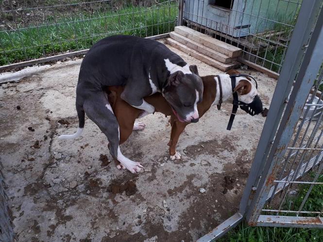 Pit bull terijer štenci