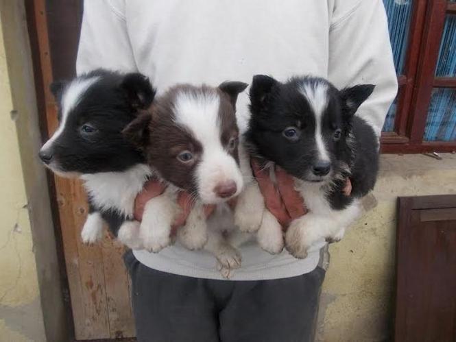 Border Collie štenci 