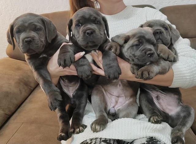 Cane-Corso