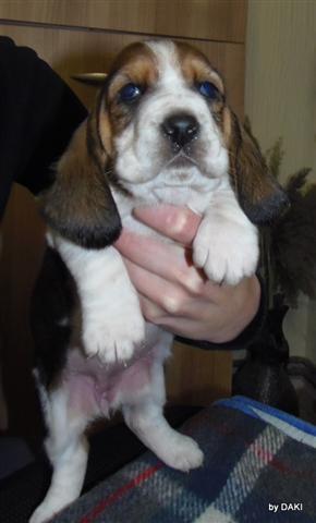 Basset-Hound-Baset