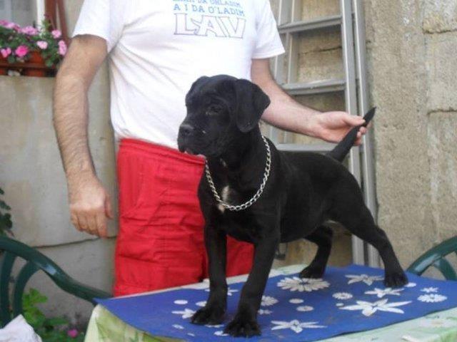 Cane-Corso---prvobirani-stenci