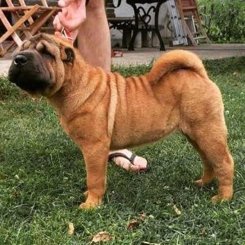 Shar-Pei-zenka