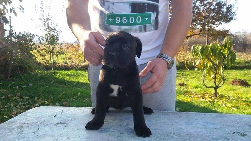 Cane-Corso-štenad-na-prodaju