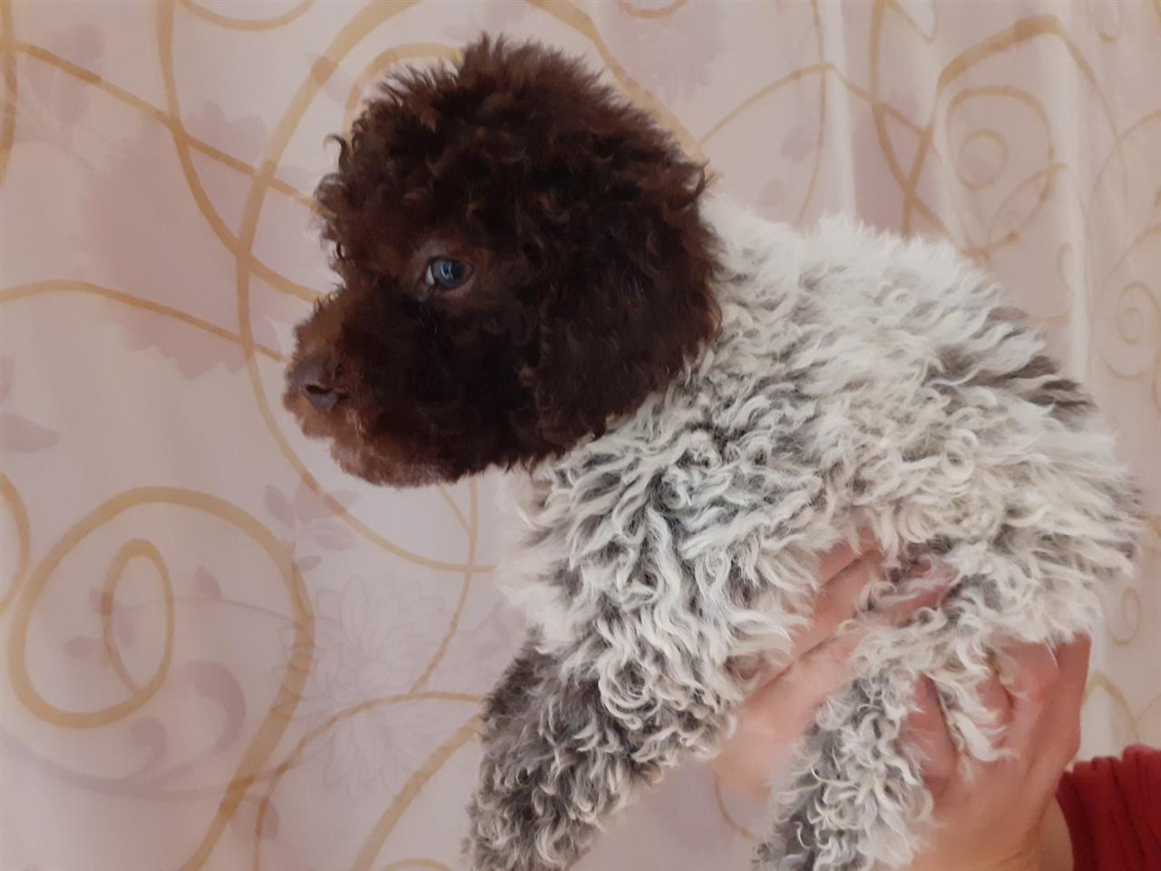 Lagotto-PRELEPI-
