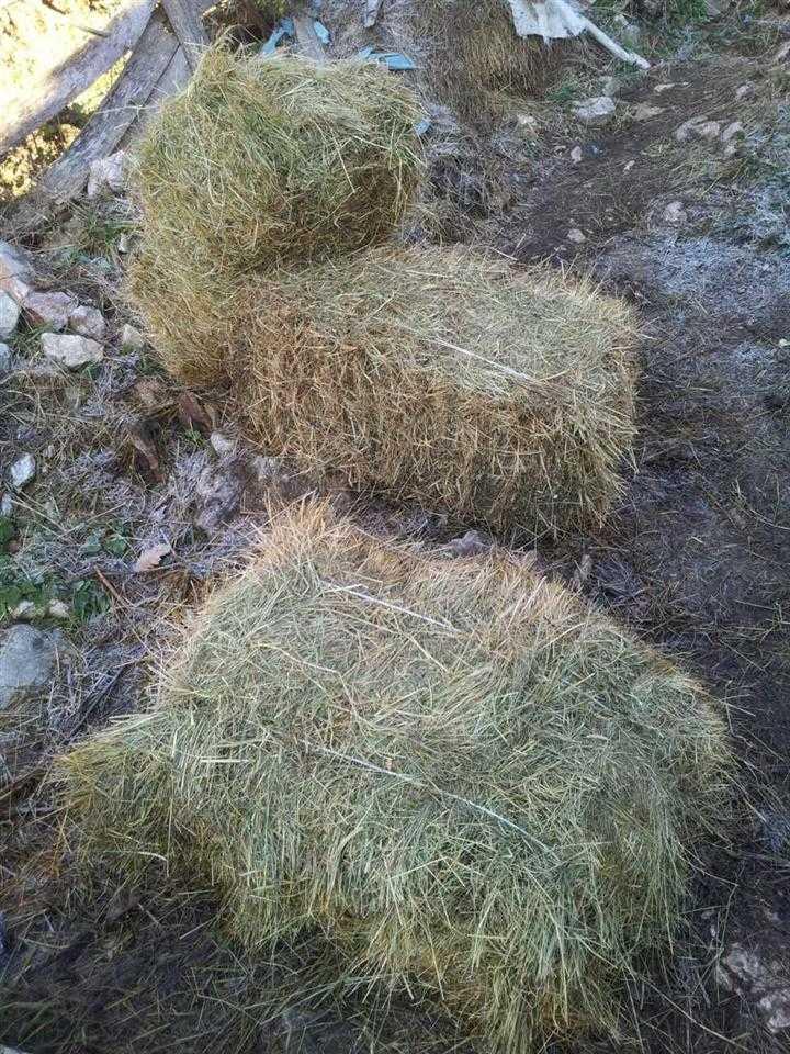 Balirano-seno