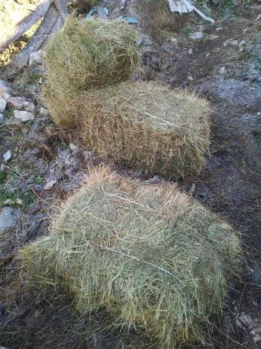 Balirano seno