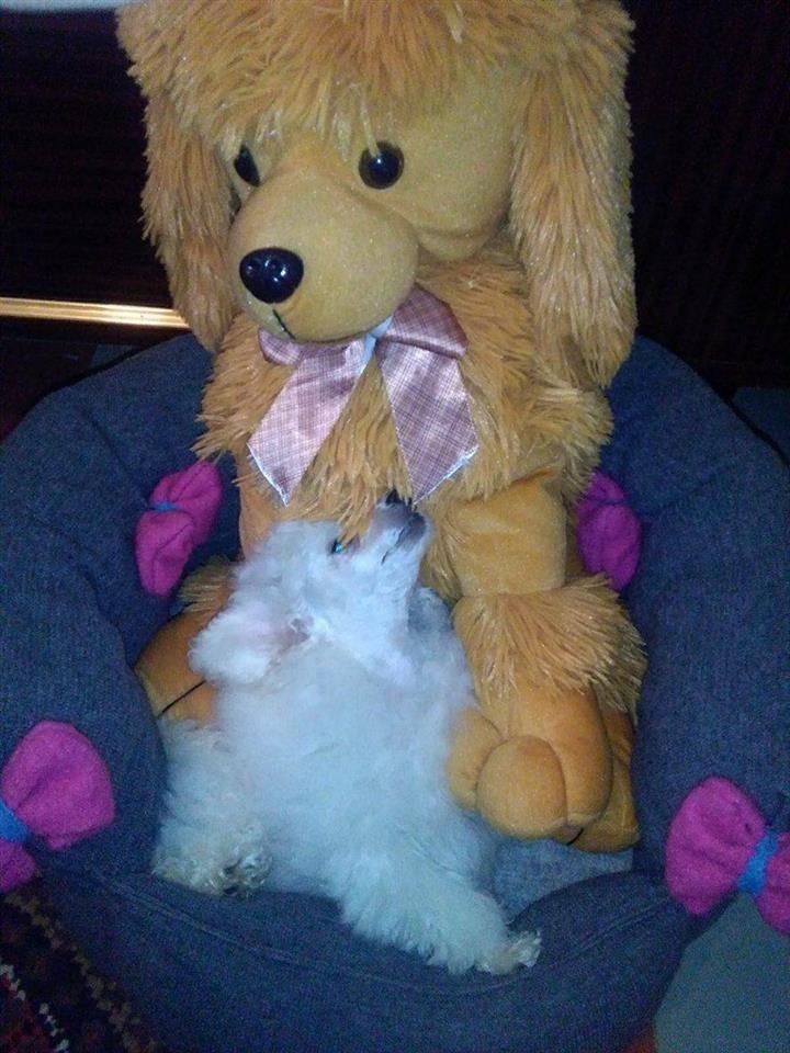 Toy-pudla