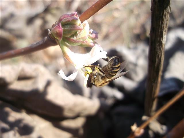 Lonicera-purpusi