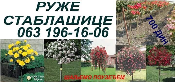 Sadnice-ruža-stablašice-