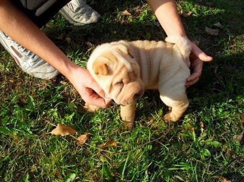 Sar-pej--Shar-pei--stenci-
