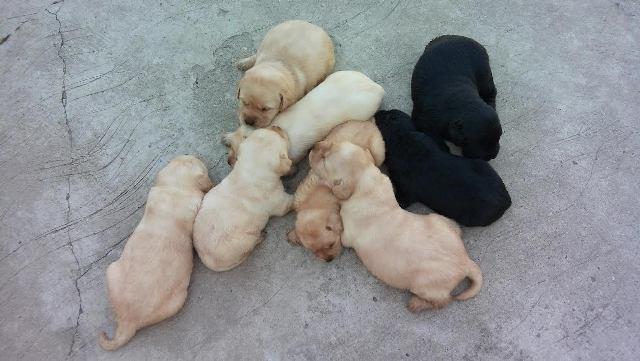 Labrador-stenad-i-psi