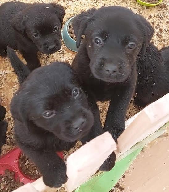 Labrador-stenci