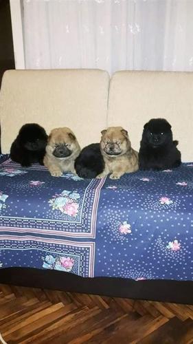 Chow Chow štenci 