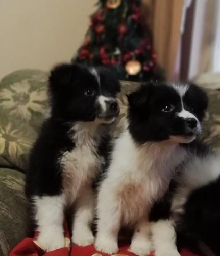 Border Collie štenci