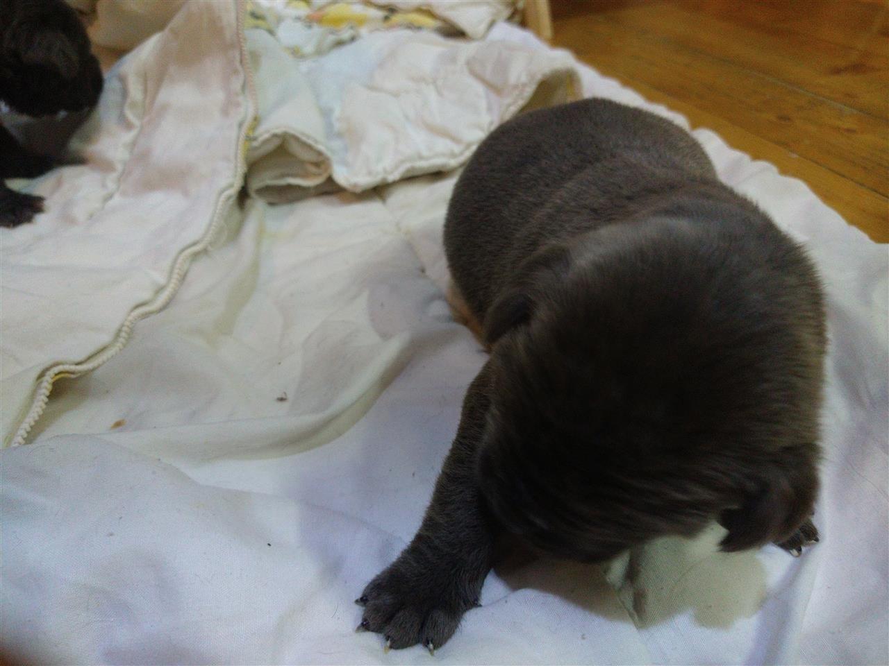 Cane-corsa