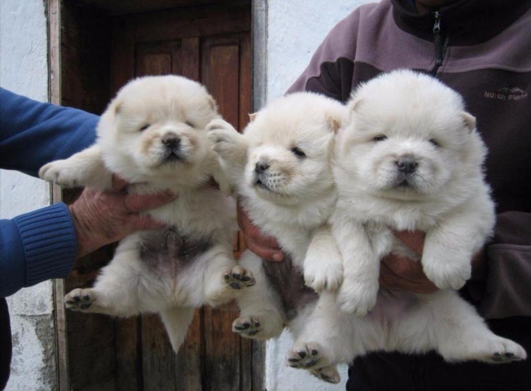 Lijepi-psići-chow-chow-