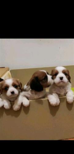 Cavalier King Charles spaniel