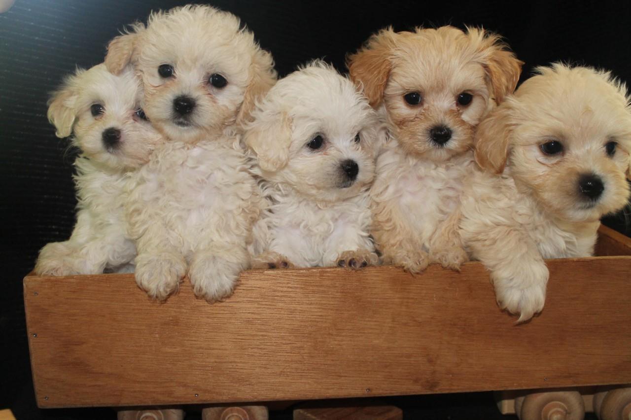Maltipoo-štenci