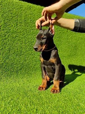 Doberman-štenci