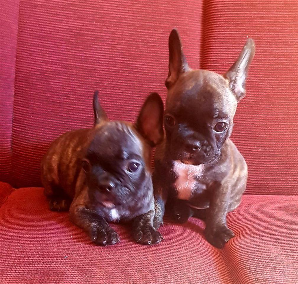 francuski-buldog