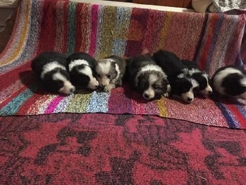 BORDER-COLLIE-stenci-