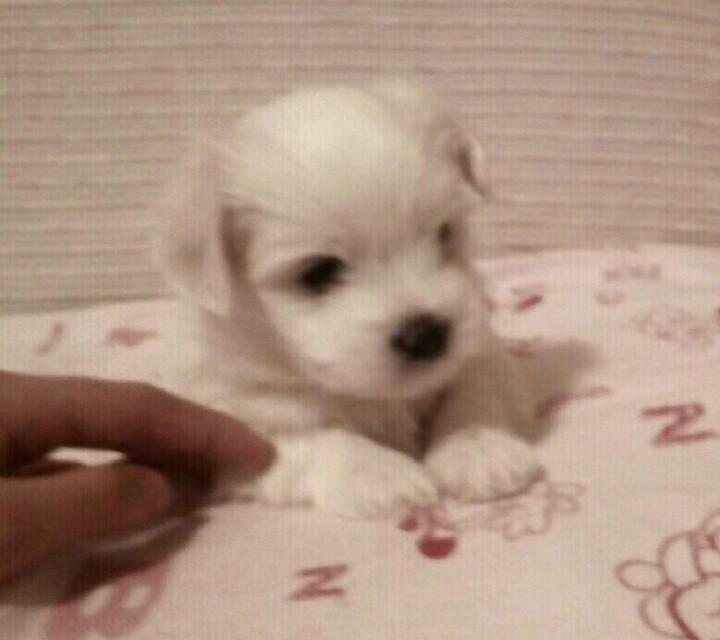 Coton-de-Tulear