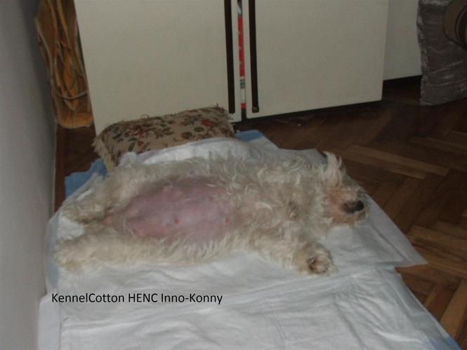 Coton de Tulear-mali štenci